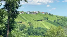 Weinidylle &ndash; 3 Weinberge Rundweg.