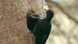 Gesunde W&auml;lder bieten auch sensiblen und gesch&uuml;tzten Arten ausreichend Nahrung. Im Bild: Schwarzspecht bei der F&uuml;tterung des Nachwuchses.