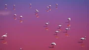 Flamingos