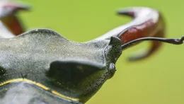 Der Kopf eines Hirschk&auml;ferm&auml;nnchens ist im Unterschied zu dem des Weibchens als Kampfwerkzeug ausgebildet.