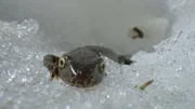 Während die Welt rundherum noch in Eis und Schnee versinkt, macht sich der Molch auf Brautschau. Während die Welt rundherum noch in Eis und Schnee versinkt, macht sich der Molch auf Brautschau.