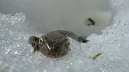 W&auml;hrend die Welt rundherum noch in Eis und Schnee versinkt, macht sich der Molch auf Brautschau.
