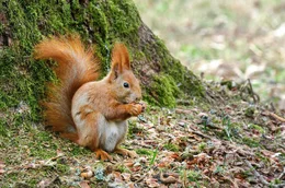 Eichh&ouml;rnchen leben gerne in der N&auml;he von Eichen und Haselnussstauden.