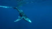 Vor der Insel Moorea fällt der Meeresgrund abrupt ab. Hier finden sich Buckelwale und ihre Kälber ein. Vor der Insel Moorea fällt der Meeresgrund abrupt ab. Hier finden sich Buckelwale und ihre Kälber ein.