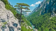 Die Bäume haben sich gut angepasst. Sie können sich mit ihren Wurzeln sogar an steile Felsen der Tara-Schlucht festklammern. Die Bäume haben sich gut angepasst. Sie können sich mit ihren Wurzeln sogar an steile Felsen der Tara-Schlucht festklammern.