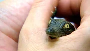 Eines der frisch geschlüpften Krokodilbabys. Eines der frisch geschlüpften Krokodilbabys.