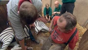 ARD/NDR LEOPARD, SEEBÄR & CO., FOLGE 90, "Was Lüttes bei den Leos", am Donnerstag um 16:10 Uhr im ERSTEN. Der narkotisierten Zebrastute Yasi muss ein Huf gefeilt werden. ARD/NDR LEOPARD, SEEBÄR & CO., FOLGE 90, "Was Lüttes bei den Leos", am Donnerstag um 16:10 Uhr im ERSTEN. Der narkotisierten Zebrastute Yasi muss ein Huf gefeilt werden.