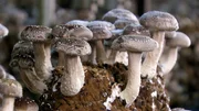 Der Shitake wird seit Jahrhunderten gesch&auml;tzt - in Deutschland ist er nach dem Champignon der beliebteste Zuchtpilz.