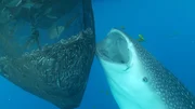 Sind es die noch lebenden Fische in den Vorratsnetzen der Fischerplattformen, die die Walhaie wie magisch anziehen - oder verströmen die toten Fische eine unwiderstehliche Geruchsnote? Sind es die noch lebenden Fische in den Vorratsnetzen der Fischerplattformen, die die Walhaie wie magisch anziehen - oder verströmen die toten Fische eine unwiderstehliche Geruchsnote?