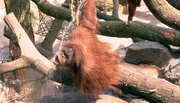 Die Orang-Utans freuen sich über eine Erfrischung durch den Wasserschlauch. Die Orang-Utans freuen sich über eine Erfrischung durch den Wasserschlauch.