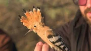 Ein eher seltenes Exemplar: ein Wiedehopf. Ein Upupa epops.