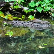 Philippinen-Krokodil im Kölner Zoo Philippinen-Krokodil im Kölner Zoo