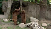 Die Kamtschatkabären Mascha und Leo stürzen sich auf ein vom Baum hängendes Fleischstück. Die Kamtschatkabären Mascha und Leo stürzen sich auf ein vom Baum hängendes Fleischstück.