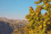 Kakteen sind allgegenwärtig im Colca Canyon. Ihre Blüten sind Nahrungsgrundlagen für Insekten und Vögel der tiefen Schlucht. Kakteen sind allgegenwärtig im Colca Canyon. Ihre Blüten sind Nahrungsgrundlagen für Insekten und Vögel der tiefen Schlucht.