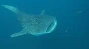 Walhaie ziehen auf bislang unerforschten Routen durch die Ozeane. Ihre Nahrung, die sie mit weit geöffnetem Maul aufnehmen, besteht aus Plankton und sehr kleinen Fischen. Wieso sie gerade an einer bestimmten Stelle vor Neuguinea so gut wie immer auftauchen, ist ebenfalls ein Rätsel. „Welt der Tiere“ hat dem größten Fisch des Planeten dort aufgelauert. Walhaie ziehen auf bislang unerforschten Routen durch die Ozeane. Ihre Nahrung, die sie mit weit geöffnetem Maul aufnehmen, besteht aus Plankton und sehr kleinen Fischen. Wieso sie gerade an einer bestimmten Stelle vor Neuguinea so gut wie immer auftauchen, ist ebenfalls ein Rätsel. „Welt der Tiere“ hat dem größten Fisch des Planeten dort aufgelauert.