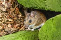 M&auml;use sind die Mitbewohner der Hirschk&auml;ferlarven in abgestorbenen Eichen.
