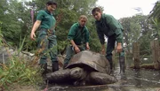 ARD/NDR LEOPARD, SEEBÄR & CO., FOLGE 89, "Die Buddelfreuden der Bären". Die Schildkröte Leopold sitzt im Teich fest und muss von den Tierpflegern herausgeholt werden. ARD/NDR LEOPARD, SEEBÄR & CO., FOLGE 89, "Die Buddelfreuden der Bären". Die Schildkröte Leopold sitzt im Teich fest und muss von den Tierpflegern herausgeholt werden.