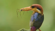 Der Orientalische Zwergfischer ern&auml;hrt sich haupts&auml;chlich von Fischen, Kriechtieren und kleinen Reptilien.