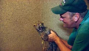 ARD/NDR LEOPARD, SEEBÄR & CO., FOLGE 90, "Was Lüttes bei den Leos", Tierpfleger Volker Friedrich begutachtet das neugeborene Leopardenbaby. ARD/NDR LEOPARD, SEEBÄR & CO., FOLGE 90, "Was Lüttes bei den Leos", Tierpfleger Volker Friedrich begutachtet das neugeborene Leopardenbaby.