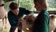 Tierarzt Dr. Flügger begutachtet die Augen von Kamelbaby Kalif. Tierarzt Dr. Flügger begutachtet die Augen von Kamelbaby Kalif.