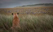 Afrika. Kenia. Masai Mara Nationalpark.