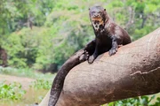 Otter