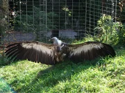 ARD/SWR EISB&Auml;R, AFFE & CO FOLGE 172, "Zoogeschichten aus Stuttgart", am Donnerstag um 16:10 Uhr im ERSTEN. F&uuml;r Besucher der Wilhelma geh&ouml;ren die Geier zu den besonderen Attraktionen. Aber wenn die Pfleger das Gehege betreten, ist immer Vorsicht geboten. Geier k&ouml;nnen sehr aggressiv sein.