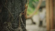 One of the geckos enjoying the Indonesian enclosure. One of the geckos enjoying the Indonesian enclosure.