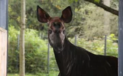 Nachwuchs in der Wilhelma. Die Okapis haben ein Jungtier. Jetzt gilt es die 3 Monate alte Lumara immer mehr an ihre Tierpfleger zu gewöhnen, damit ein gutes Tier-Mensch-Verhältnis entsteht. Doch noch ist die kleine Okapi-Dame ein wenig schüchtern… Nachwuchs in der Wilhelma. Die Okapis haben ein Jungtier. Jetzt gilt es die 3 Monate alte Lumara immer mehr an ihre Tierpfleger zu gewöhnen, damit ein gutes Tier-Mensch-Verhältnis entsteht. Doch noch ist die kleine Okapi-Dame ein wenig schüchtern…