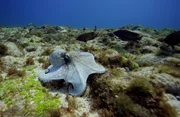 Kraken sind nicht nur Räuber – als proteinreicher Snack sind sie auch immer auf der Flucht. Kraken sind nicht nur Räuber – als proteinreicher Snack sind sie auch immer auf der Flucht.
