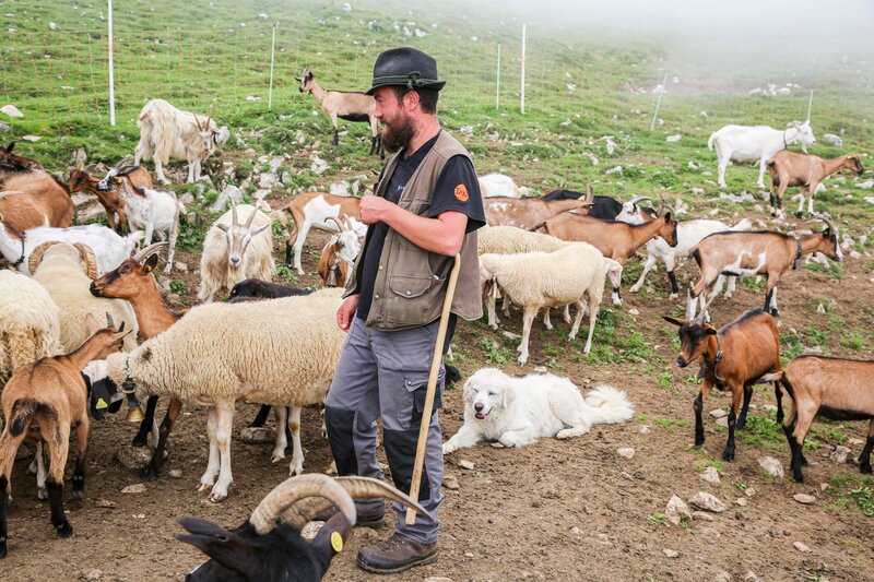Hunde in den Bergen (A, 2021)