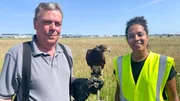 Falkner Herbert setzt seinen Wüstenbussard ein, um Vogelschwärme am Flughafen Hamburg zu vertreiben. (Herbert Boger) Falkner Herbert setzt seinen Wüstenbussard ein, um Vogelschwärme am Flughafen Hamburg zu vertreiben. (Herbert Boger)