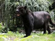 Mit ihren über 20 Jahren ist Jaguar-Dame Petra der Raubtier-Methusalem in der Wilhelma. Mit ihren über 20 Jahren ist Jaguar-Dame Petra der Raubtier-Methusalem in der Wilhelma.