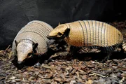 Zoo Berlin: Weißborsten-Gürteltier Oskar mit Weibchen im Nachttierhaus Zoo Berlin: Weißborsten-Gürteltier Oskar mit Weibchen im Nachttierhaus