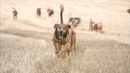 Jagd-Jogger Hund l&auml;uft auf die Kamera zu.