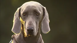 Weimaraner