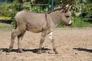 ARD/rbb PANDA, GORILLA & CO., TEIL 231, "Geschichten aus dem Zoo Berlin und dem Tierpark Berlin", Wildeselfohlen Carlos ARD/rbb PANDA, GORILLA & CO., TEIL 231, "Geschichten aus dem Zoo Berlin und dem Tierpark Berlin", Wildeselfohlen Carlos