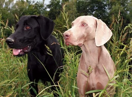 Labrador und Weimaraner.