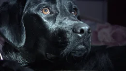Es begann vor mehr als drei&szlig;igtausend Jahren. Fr&uuml;her als alle anderen Nutztiere wurde der Hund zum Haustier domestiziert. Der Mensch wollte den Hund, weil er ihm bei der Jagd helfen konnte - und vielfach hing das &Uuml;berleben der Menschen tats&auml;chlich vom gemeinsamen Jagdgl&uuml;ck ab. Die Jagd hat also Hund und Mensch zusammengeschwei&szlig;t. Und diese Geschichte ist eine Erfolgsgeschichte. Doch nun soll der Hund seinen Jagdtrieb fast g&auml;nzlich ablegen und statt dessen Kind und Partner ersetzen. Der Hund tut, was seit Jahrtausenden von ihm erwartet wird: Er passt sich an - doch nicht immer ohne Zwischenf&auml;lle. Denn Hund sein, hei&szlig;t J&auml;ger sein! erwendung honorarpflichtig und nur nach schriftlicher Genehmigung der ORF-Fotoredaktion.  Copyright: ORF, Wuerzburggasse 30, A-1136 Wien, Tel. +43-(0)1-87878-13606