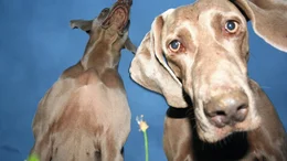 Weimaraner.