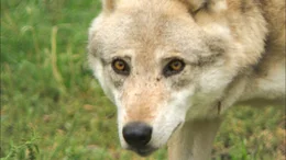 Wolf.