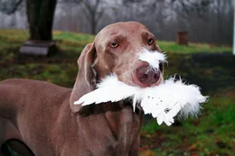 Weimaraner.