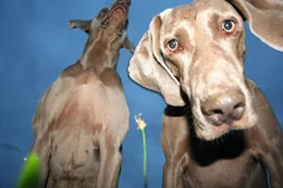 Weimaraner.