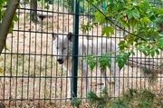 Im Tierpark Petersberg leben 3 Polarwölfe. Die Schaufütterung ist eine Attraktion. Im Tierpark Petersberg leben 3 Polarwölfe. Die Schaufütterung ist eine Attraktion.