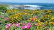 Westküste Südafrikas, das Namaqualand, zur Blütezeit der Mittagsblumen. Westküste Südafrikas, das Namaqualand, zur Blütezeit der Mittagsblumen.