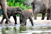 Die beiden Elefantenkinder tollen schon ziemlich wild mit ihren &auml;lteren Geschwistern Thuza und Dimas auf der Au&szlig;enanlage des Tierparks Berlin herum. Nur beim Baden ist Elefanten-M&auml;dchen Pantha noch nicht ganz so mutig wie ihr Halbbruder Bogor.