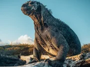 Galapagos-Meerechse. Galapagos-Meerechse.
