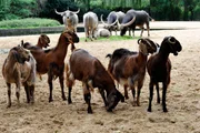 Die z&auml;nkischen kleinen Ziegen leben mit riesigen asiatischen Wasserb&uuml;ffeln auf einer Anlage im Tierpark Berlin.