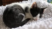 Cat sleeping. Cat sleeping.