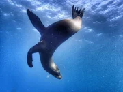 Seelöwe beim Tauchen unter Wasser. Seelöwe beim Tauchen unter Wasser.